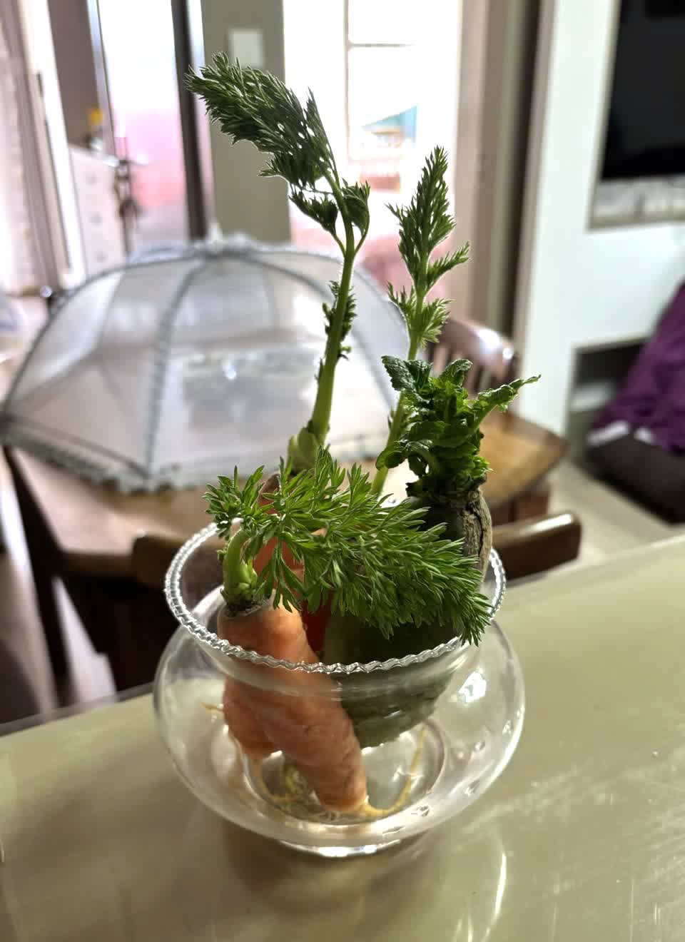 蘿蔔放在魚缸裡假裝盆栽