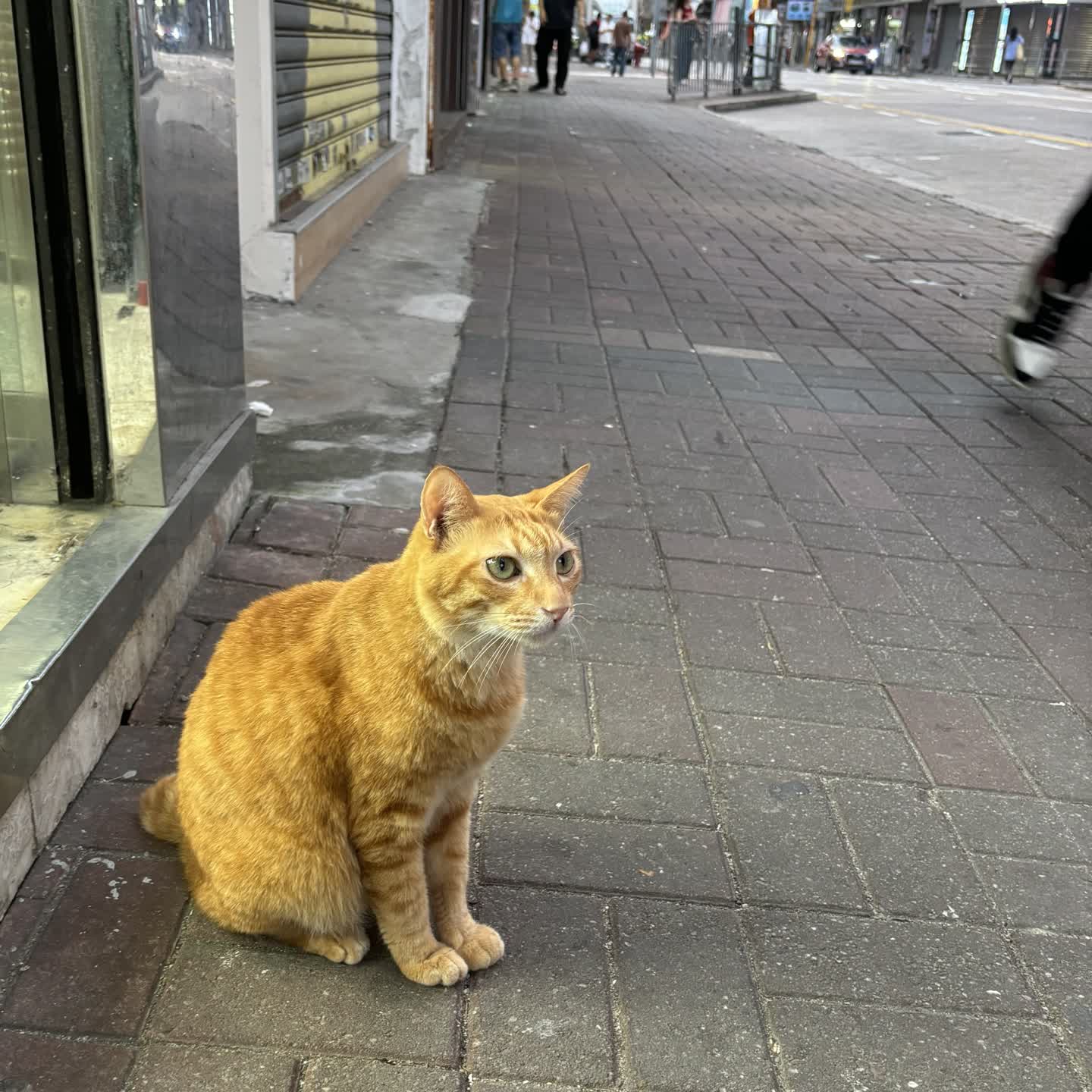 橘貓坐在店門口看著馬路上的行人