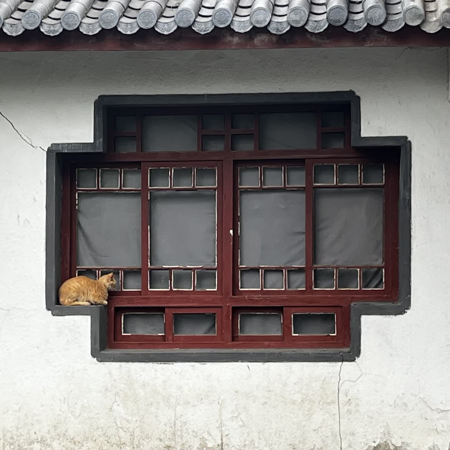 貓貓蹲在花窗上