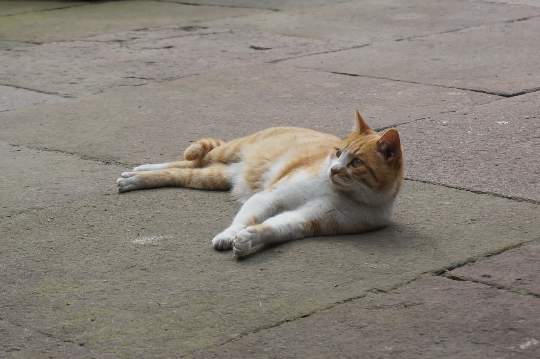 橘猫躺在地上